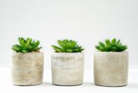 Three green succulents in concrete pots on a white background, perfect for modern decor.