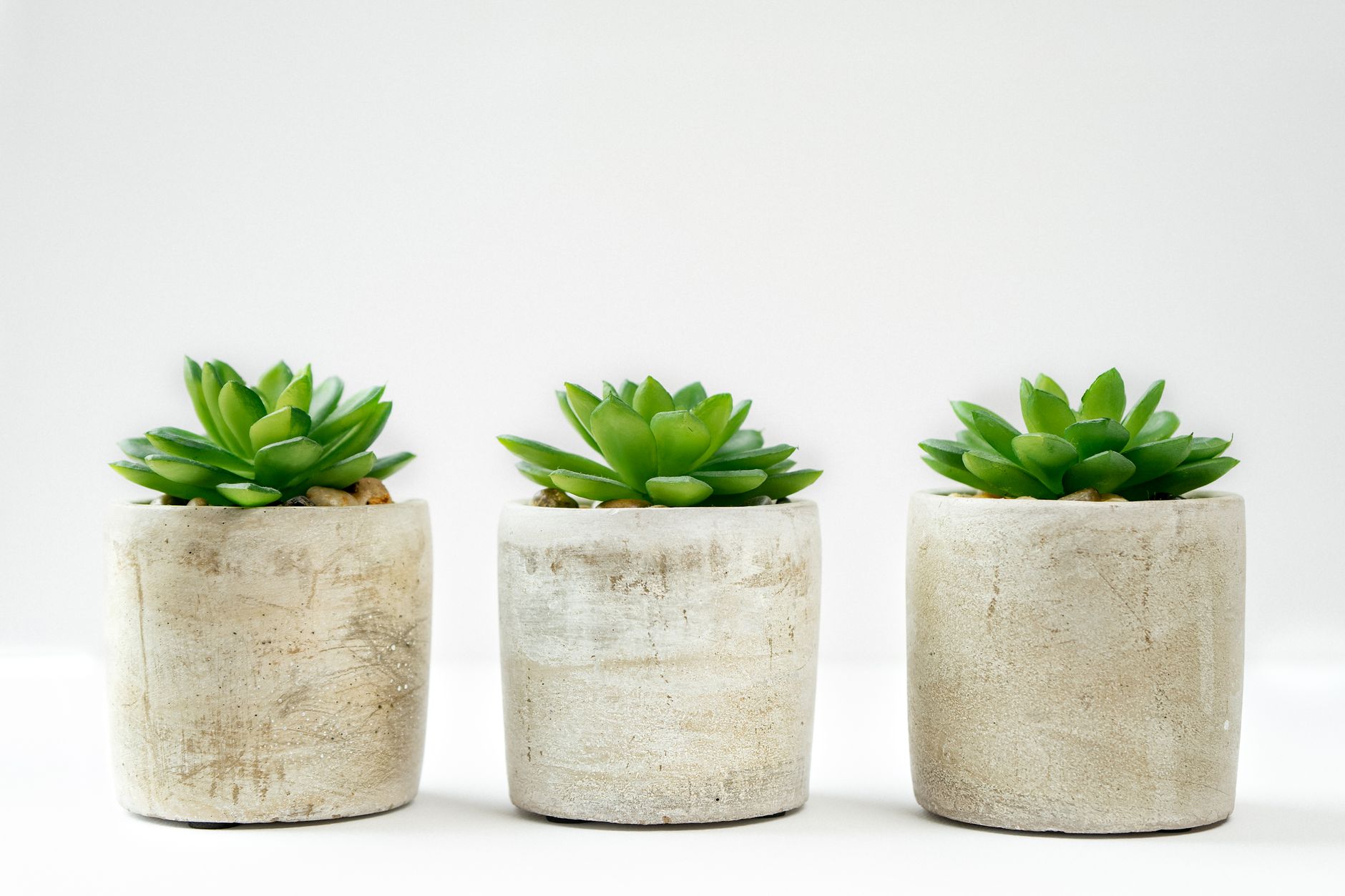 Three green succulents in concrete pots on a white background, perfect for modern decor.